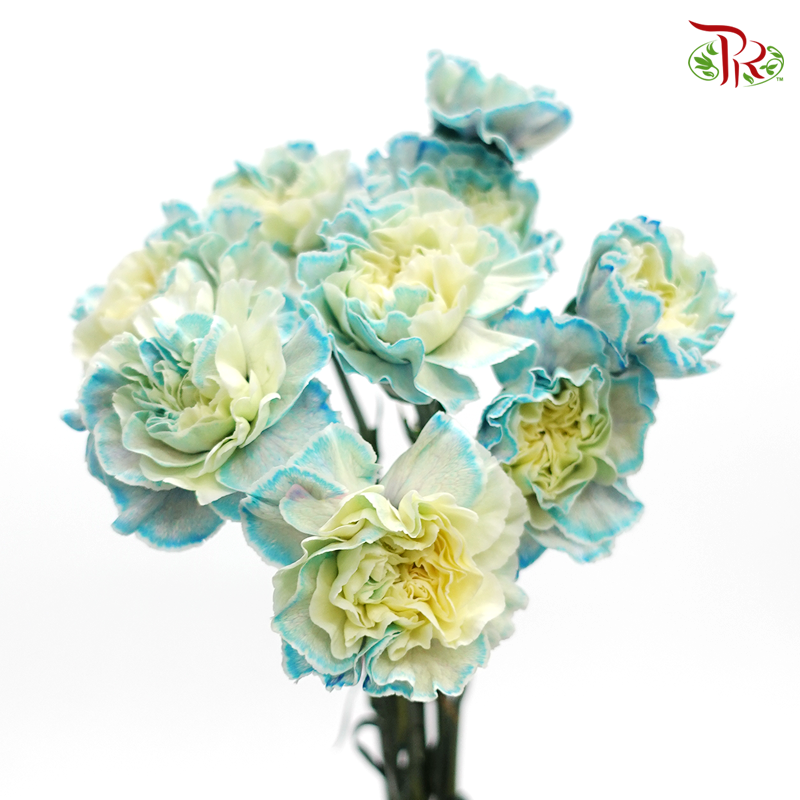 Carnation Dyed Color - Nymp (10 Stems)-Nymp-Columbia-prflorist.com.my