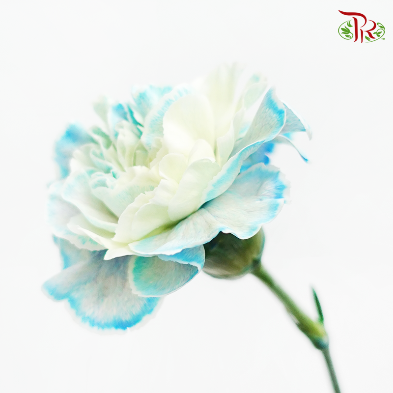 Carnation Dyed Color - Nymp (10 Stems)-Nymp-Columbia-prflorist.com.my