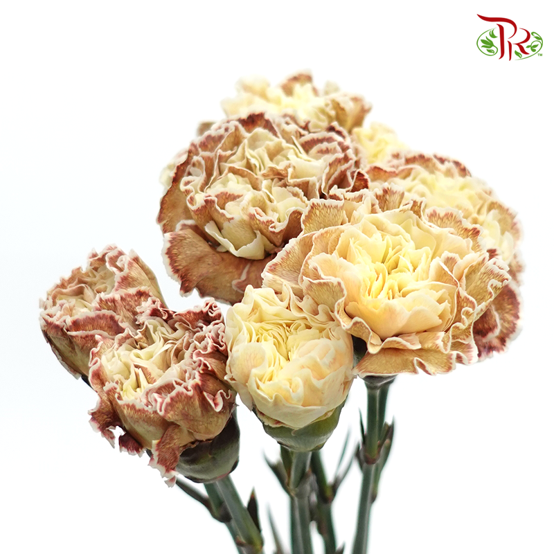 Carnation Dyed Color - Padi (10 Stems)-Padi-Columbia-prflorist.com.my