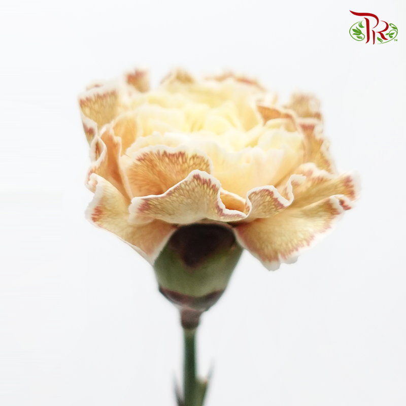 Carnation Dyed Color - Padi (10 Stems)-Padi-Columbia-prflorist.com.my