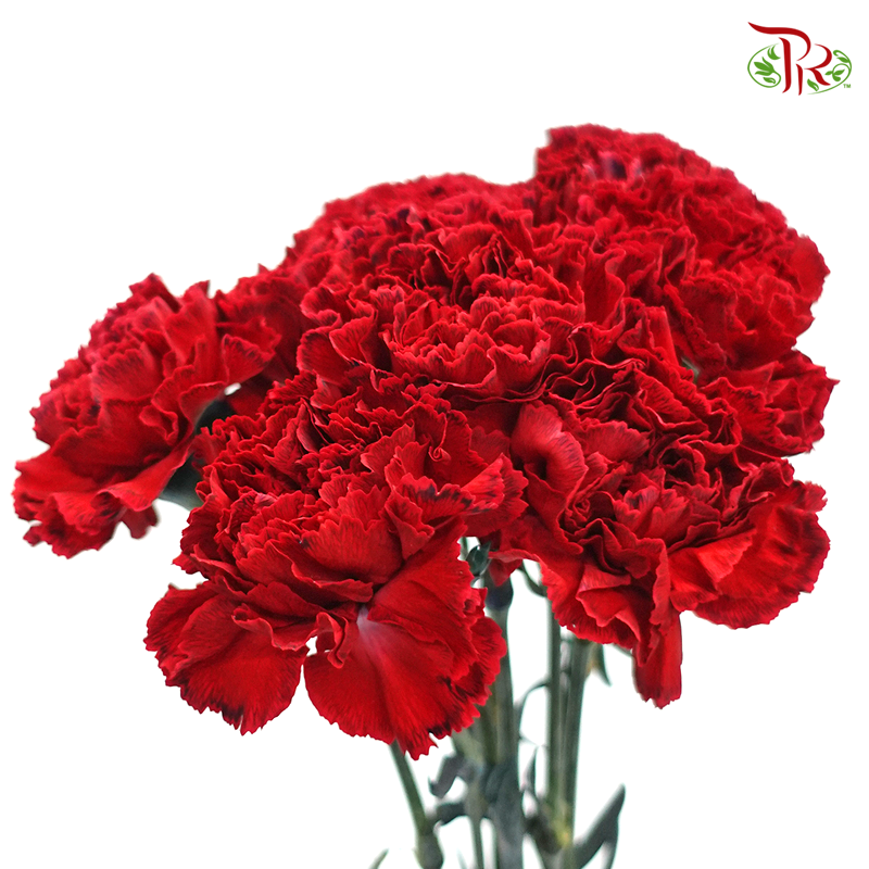 Carnation Dyed Color - Red Tinted Black (10 Stems)-Red Tinted Black-Columbia-prflorist.com.my