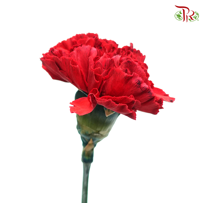 Carnation Dyed Color - Red Tinted Black (10 Stems)-Red Tinted Black-Columbia-prflorist.com.my