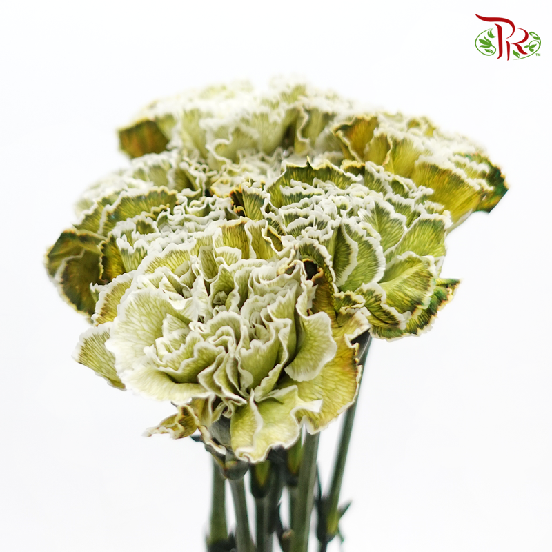 Carnation Dyed Color - Revy (10 Stems)-Revy-Columbia-prflorist.com.my