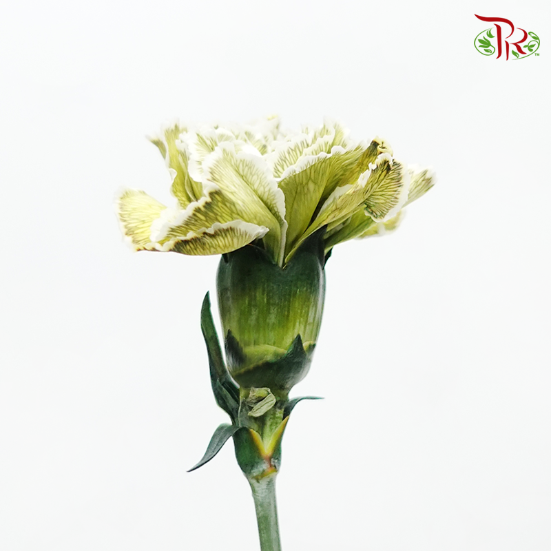 Carnation Dyed Color - Revy (10 Stems)-Revy-Columbia-prflorist.com.my