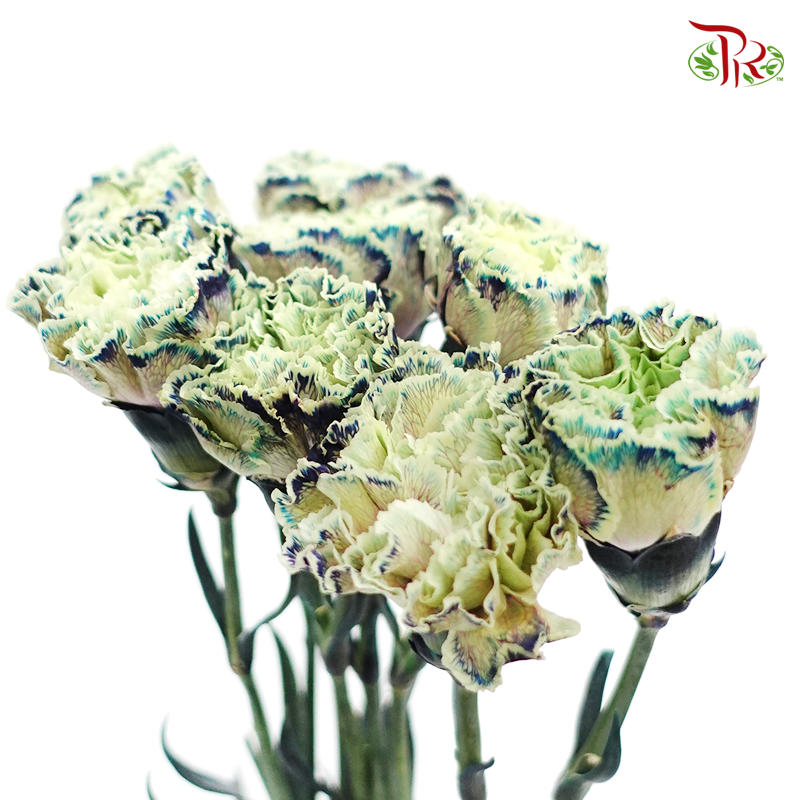 Carnation Dyed Color - Sailor (10 Stems)-Sailor-Columbia-prflorist.com.my