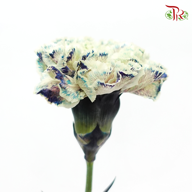 Carnation Dyed Color - Sailor (10 Stems)-Sailor-Columbia-prflorist.com.my