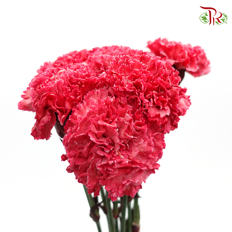 Carnation Dyed Color - Top Light (10 Stems)-Top Light-Columbia-prflorist.com.my
