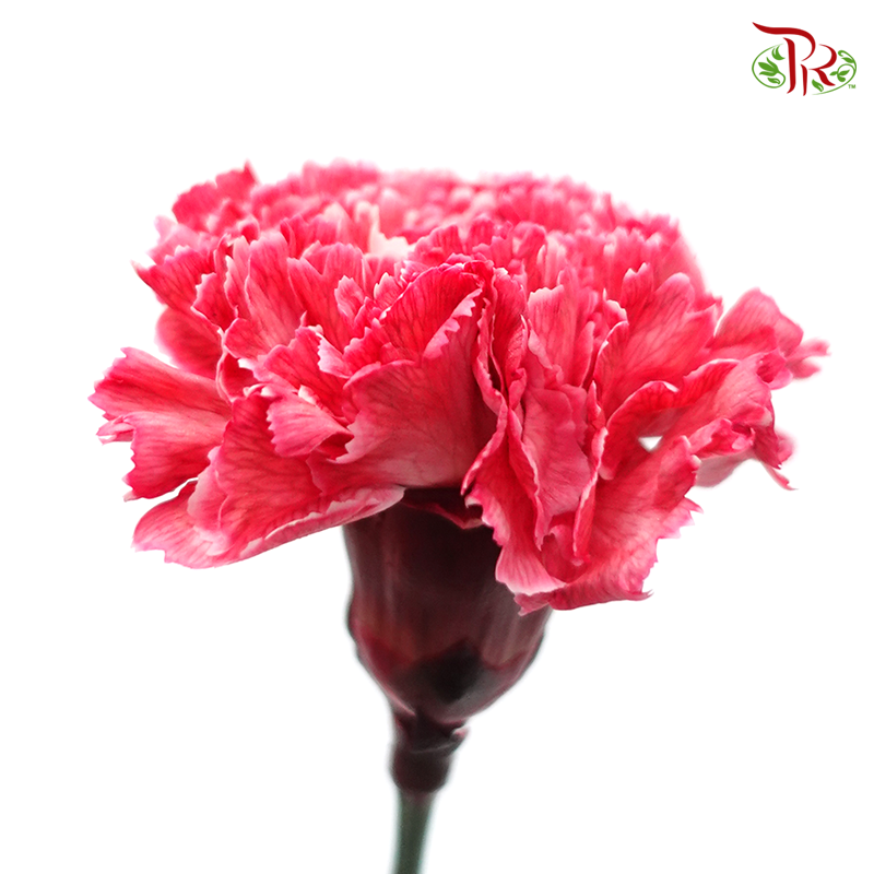 Carnation Dyed Color - Top Light (10 Stems)-Top Light-Columbia-prflorist.com.my