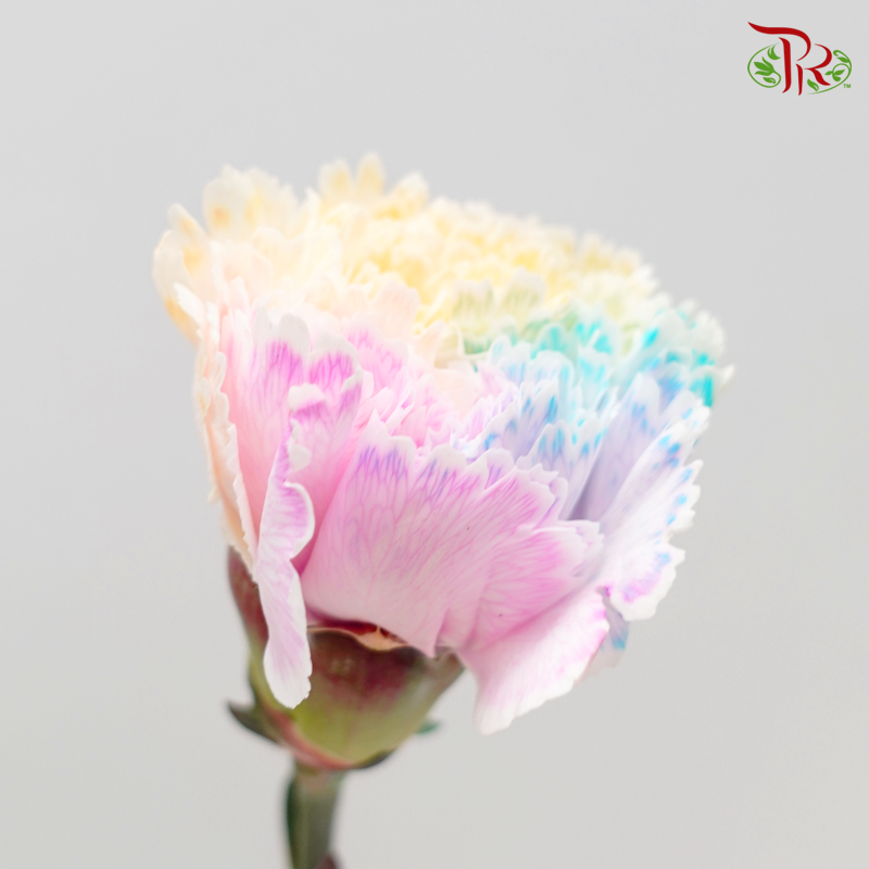 Carnation Dyed - Rainbow (10 Stems)-Rainbow-China-prflorist.com.my