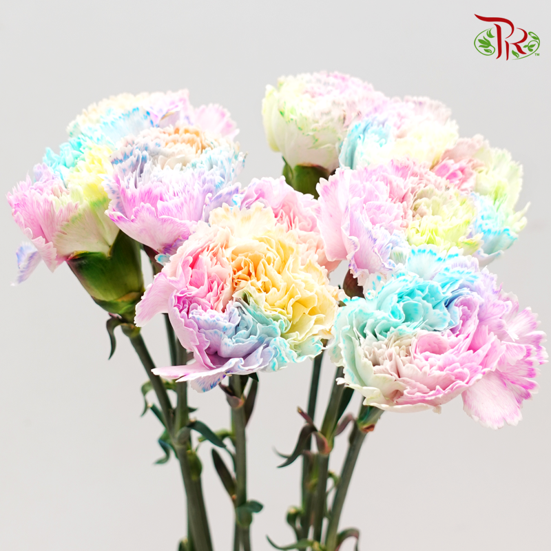 Carnation Dyed - Rainbow (10 Stems)-Rainbow-China-prflorist.com.my