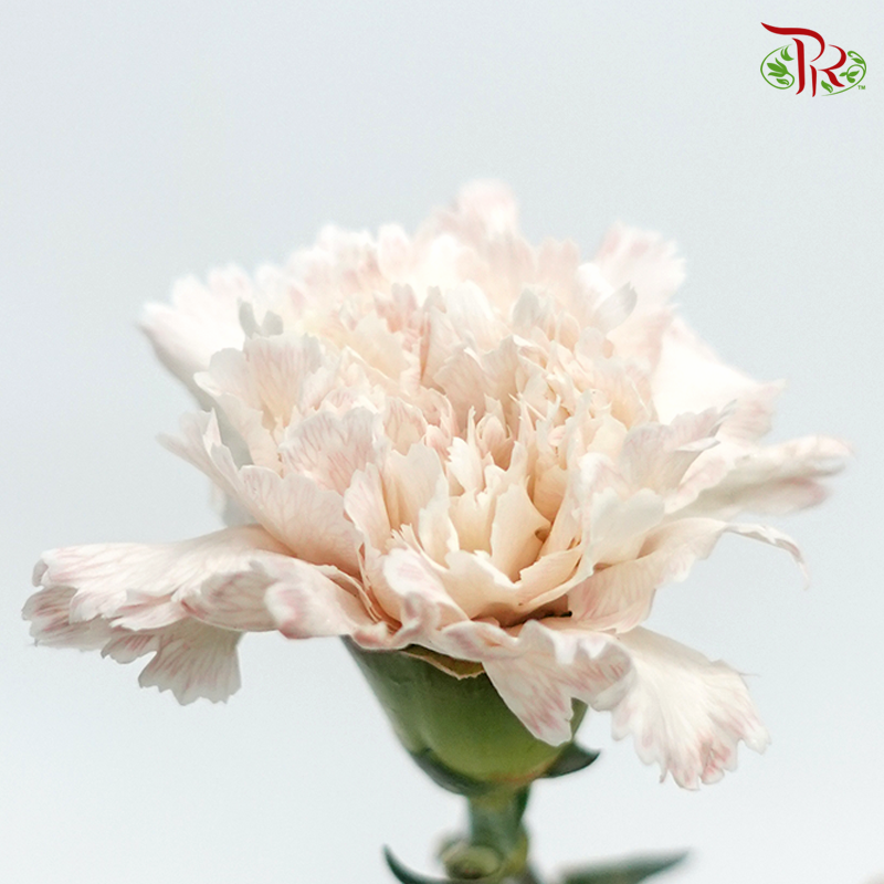 Carnation Dyed Wasabi - Baby Brown (10 Stems)-Brown-China-prflorist.com.my