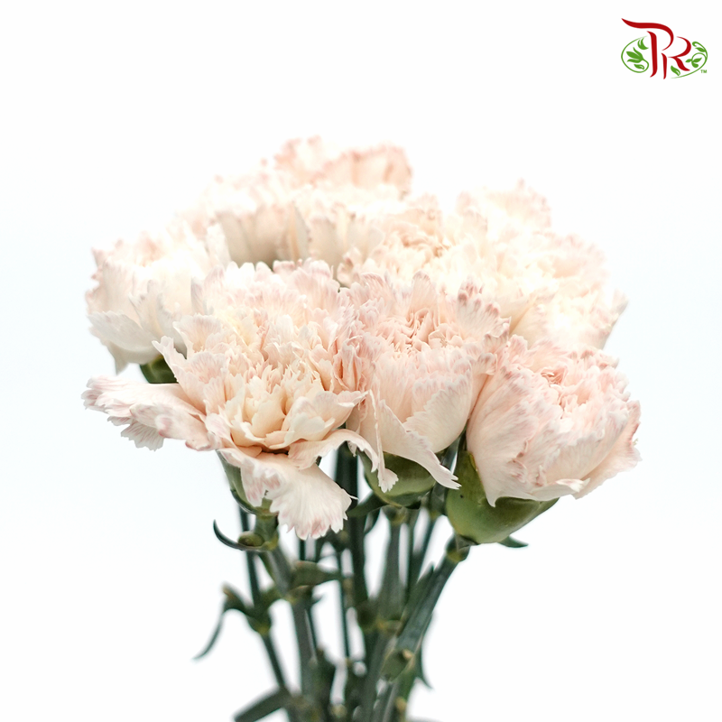 Carnation Dyed Wasabi - Baby Brown (10 Stems)-Brown-China-prflorist.com.my