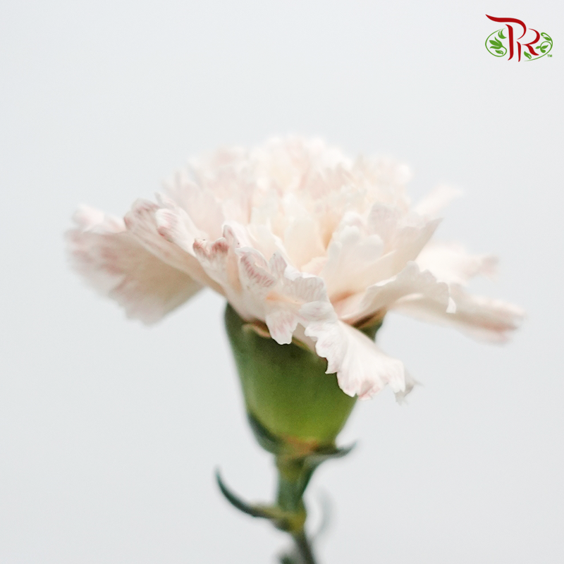 Carnation Dyed Wasabi - Baby Brown (10 Stems)-Brown-China-prflorist.com.my