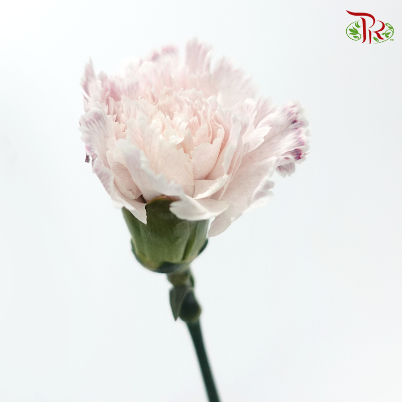 Carnation Dyed Wasabi - Lilac (10 Stems)-Lilac-China-prflorist.com.my