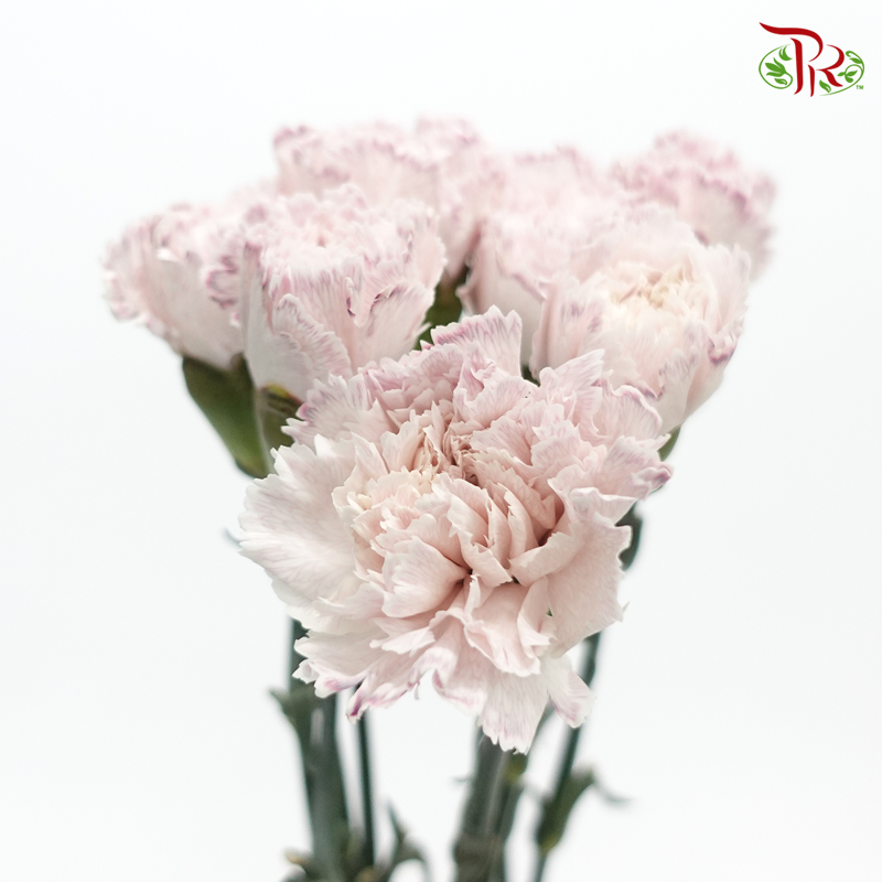 Carnation Dyed Wasabi - Lilac (10 Stems)-Lilac-China-prflorist.com.my