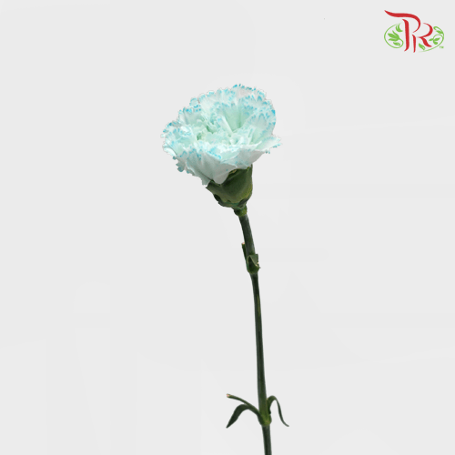 Carnation Dyed Wasabi - White Blue (10 Stems)-Blue-China-prflorist.com.my