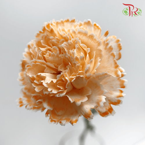 Carnation Dyed Wasabi - White Orange (10 Stems)-Orange-China-prflorist.com.my