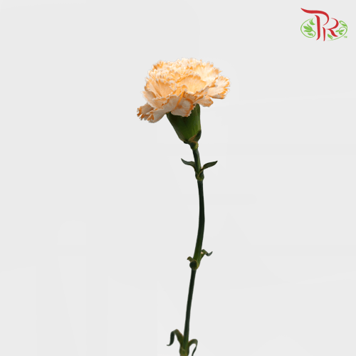 Carnation Dyed Wasabi - White Orange (10 Stems)-Orange-China-prflorist.com.my