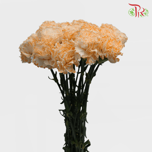 Carnation Dyed Wasabi - White Orange (10 Stems)-Orange-China-prflorist.com.my