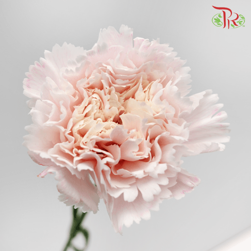 Carnation Dyed Wasabi - White Pink (10 Stems)-Pink-China-prflorist.com.my