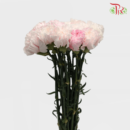 Carnation Dyed Wasabi - White Pink (10 Stems)-Pink-China-prflorist.com.my