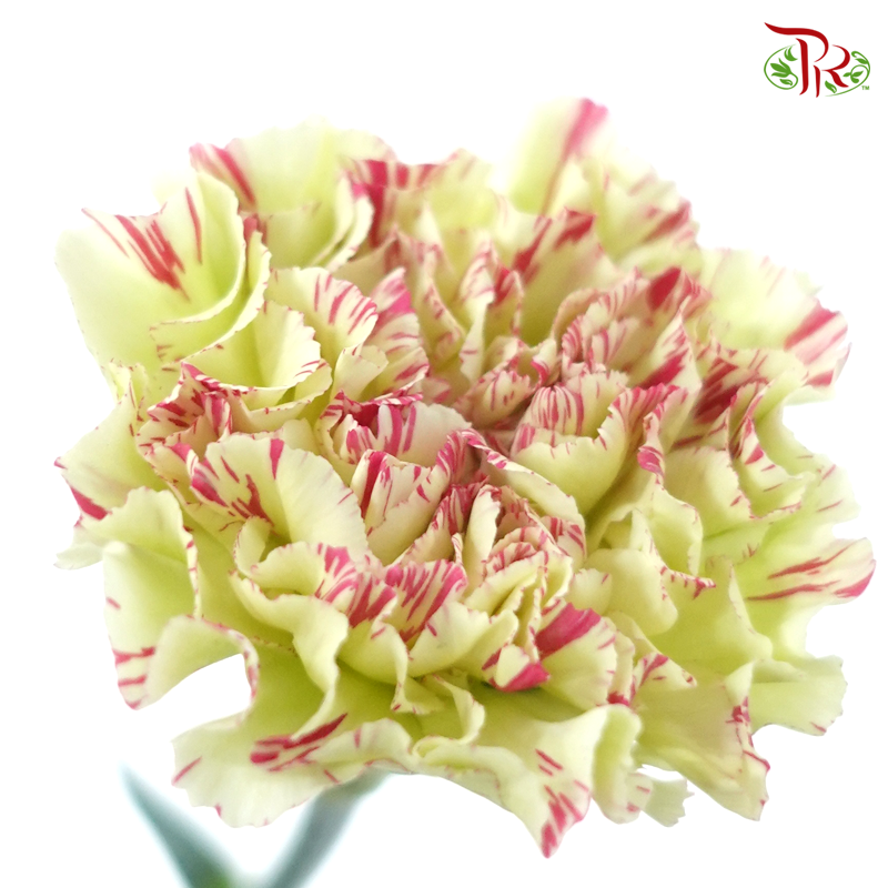 Carnation - Green With Pink Line (18-20 Stems)-Green-China-prflorist.com.my