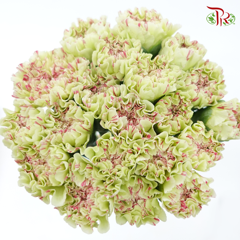 Carnation - Green With Pink Line (18-20 Stems)-Green-China-prflorist.com.my