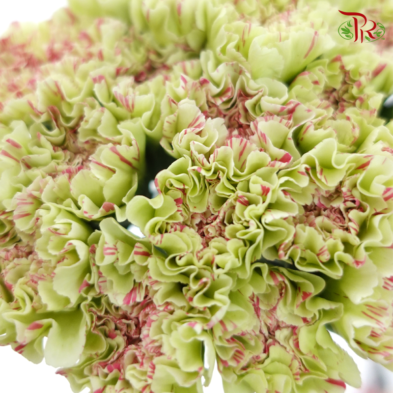 Carnation - Green With Pink Line (18-20 Stems)-Green-China-prflorist.com.my