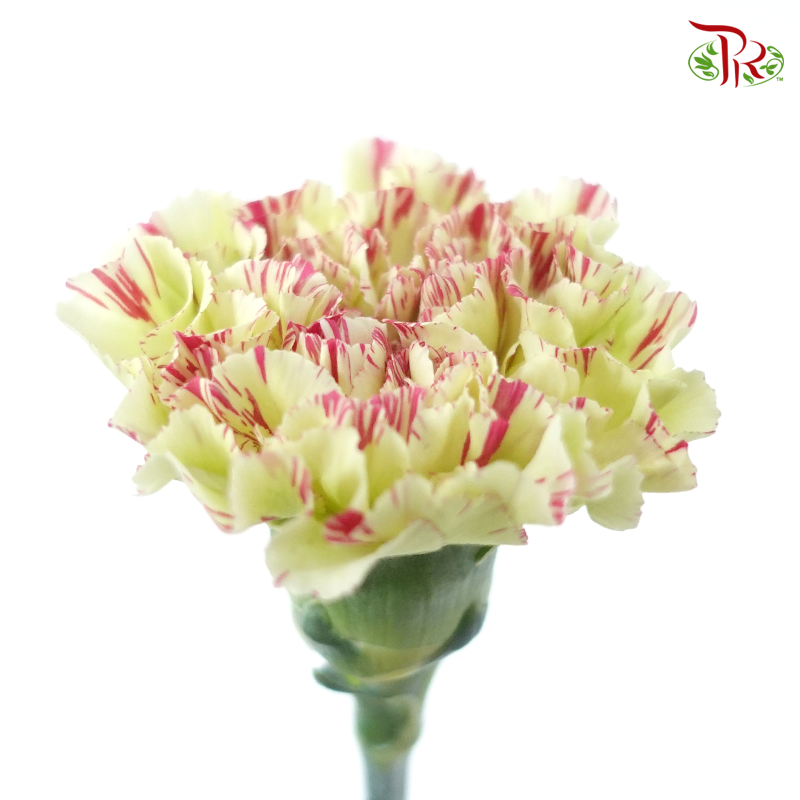 Carnation - Green With Pink Line (18-20 Stems)-Green-China-prflorist.com.my
