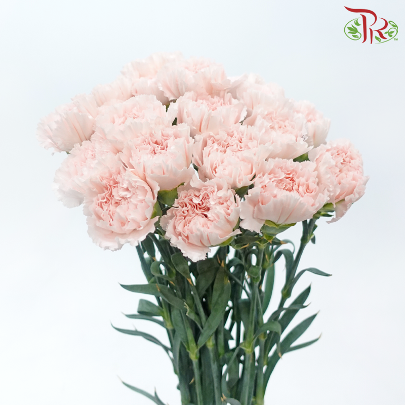 Carnation - Hanoi (10 Stems)-Light Peach-Kenya-prflorist.com.my