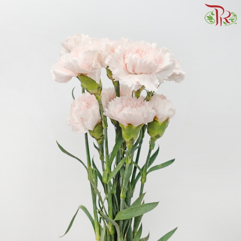 Carnation - Joyce (10 Stems)-Joyce-Kenya-prflorist.com.my