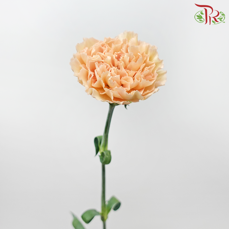 Carnation - Light Apricot (18-20 Stems)-Light Apricot-China-prflorist.com.my