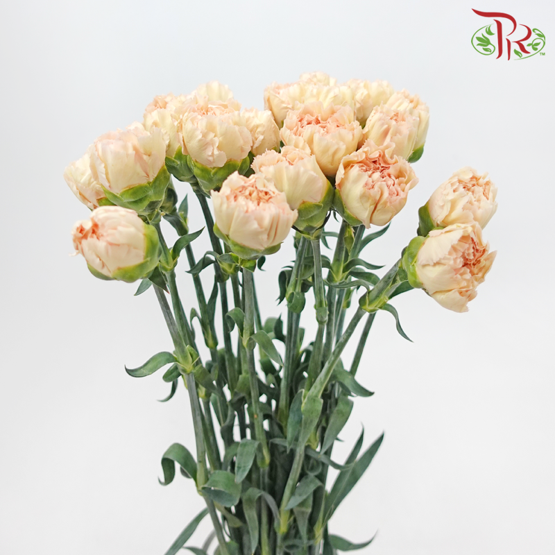 Carnation - Light Apricot (18-20 Stems)-Light Apricot-China-prflorist.com.my