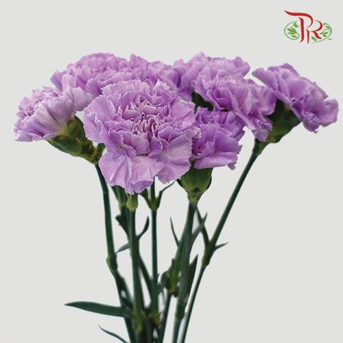 Carnation - Lilac (5 Stems)-Lilac-Netherland-prflorist.com.my