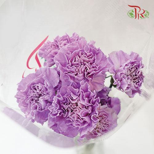 Carnation - Lilac (5 Stems)-Lilac-Netherland-prflorist.com.my