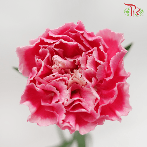 Carnation - Mariah Pink (18-20 Stems)-Pink-China-prflorist.com.my