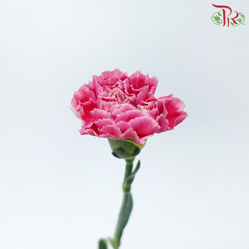 Carnation - Mariah Pink (18-20 Stems)-Pink-China-prflorist.com.my