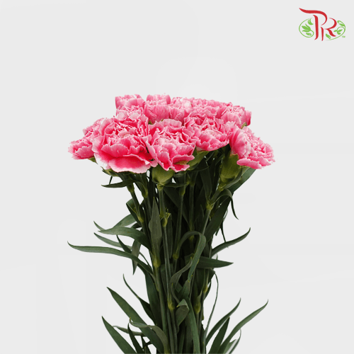 Carnation - Mariah Pink (18-20 Stems)-Pink-China-prflorist.com.my