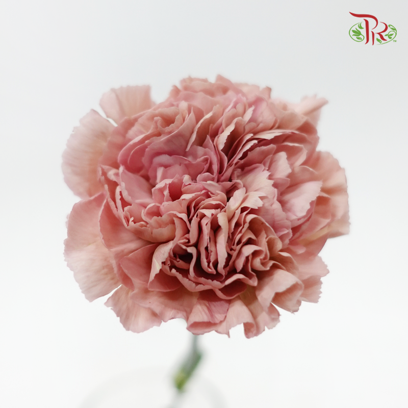 Carnation New Variety - Lege Pink (18-20 Stems)-Pink-Vietnam-prflorist.com.my