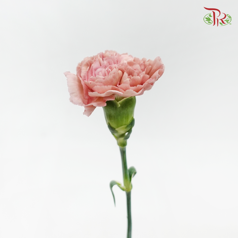 Carnation New Variety - Lege Pink (18-20 Stems)-Pink-Vietnam-prflorist.com.my