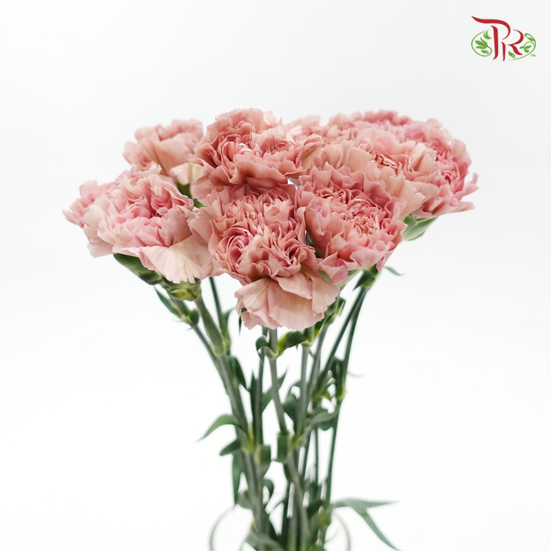 Carnation New Variety - Lege Pink (18-20 Stems)-Pink-Vietnam-prflorist.com.my