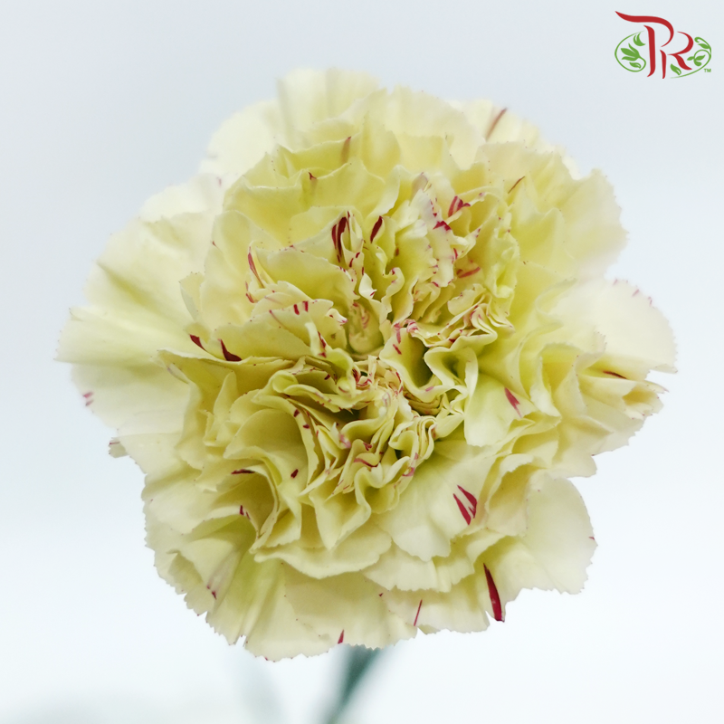 Carnation New Variety - Paoletto (18-20 Stems)-Green With Lining-Vietnam-prflorist.com.my