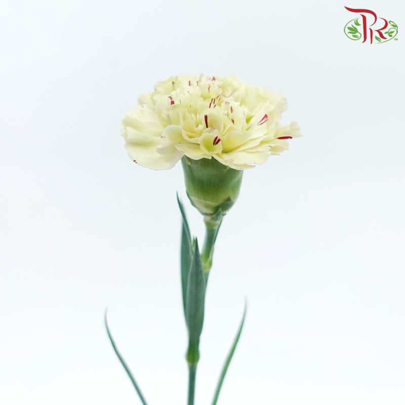 Carnation New Variety - Paoletto (18-20 Stems)-Green With Lining-Vietnam-prflorist.com.my