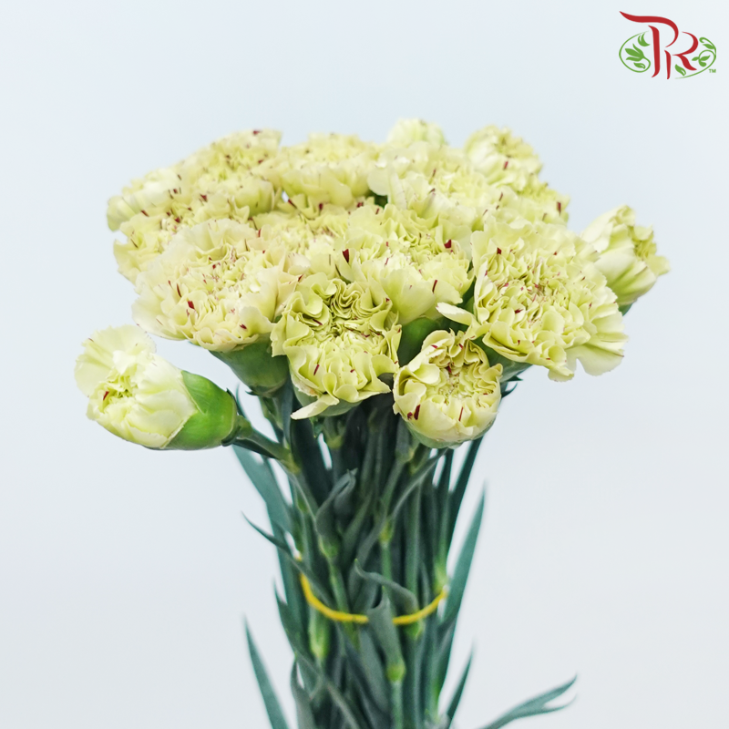 Carnation New Variety - Paoletto (18-20 Stems)-Green With Lining-Vietnam-prflorist.com.my