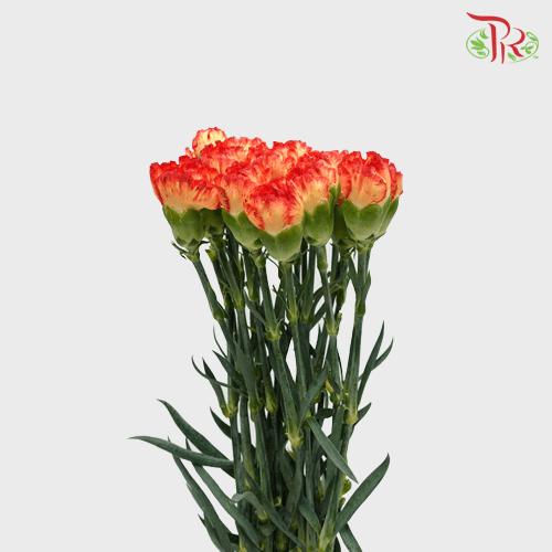 Carnation - Orange (18-20 Stems)-Orange-Malaysia-prflorist.com.my
