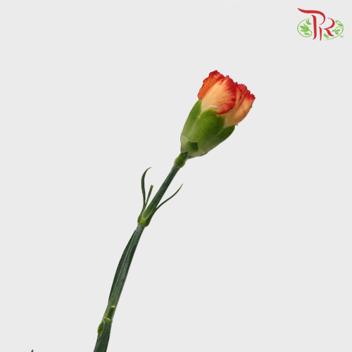 Carnation - Orange (18-20 Stems)-Orange-Malaysia-prflorist.com.my