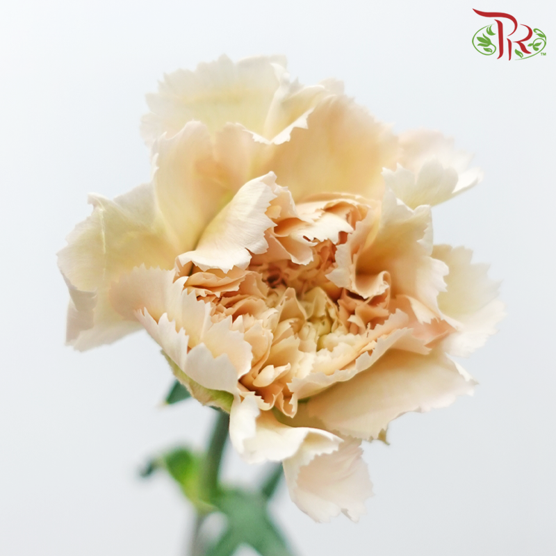 Carnation - Parmesan (18-20 Stems)-Beige-China-prflorist.com.my