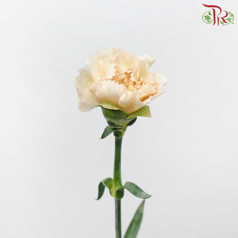 Carnation - Parmesan (18-20 Stems)-Beige-China-prflorist.com.my