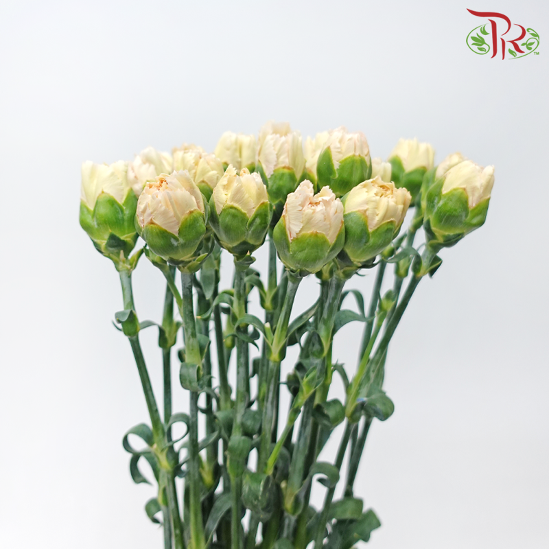 Carnation - Parmesan (18-20 Stems)-Beige-China-prflorist.com.my