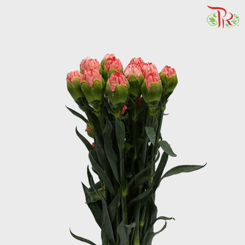 Carnation - Peach (18-20 Stems)-Peach-Malaysia-prflorist.com.my